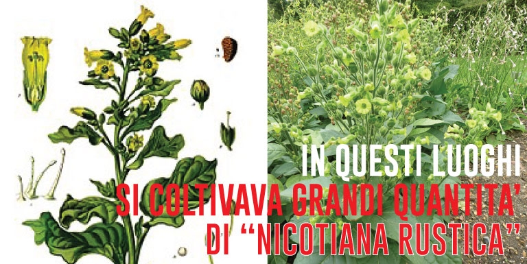 nicotiana rustica
